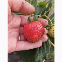 Продам саджанці полуниці