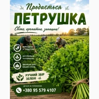 Продам петрушку
