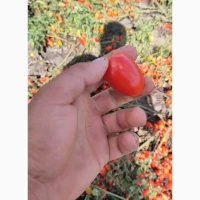 Продам помидорчик пальчик, сладкий, качество