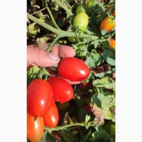 Продам помидорчик пальчик, сладкий, качество