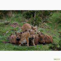 Продам поросят дикие, вьетнамские ,мангал.