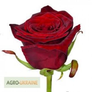 Розы срез опт