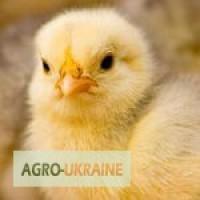 Продам суточных цыплят породы Полтавская глинистая, Ломан Брау и поростяков( от населения)