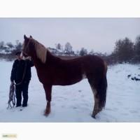 Продам коня