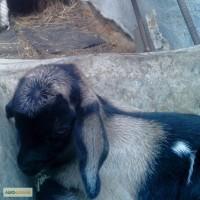 Продаю нубийских козликов