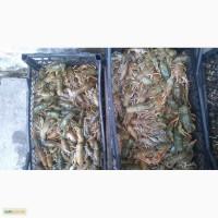Куплю живые Раки