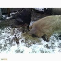 Продам кнурів Венгерська Мангалиця