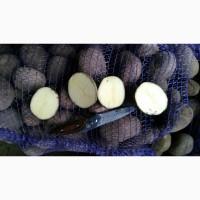 Продам товарный картофель, пикасо