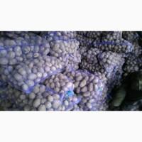 Продам товарный картофель, пикасо