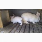 Продам кроликов порода НЗБ