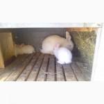 Продам кроликов порода НЗБ