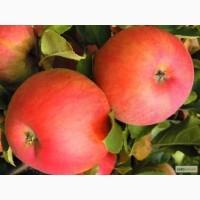 Саджанці яблуні, понад 20 сортів на підщепах М-9 і ММ-106