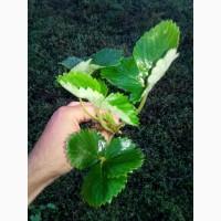 Продам розсаду полуниці