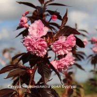 Купить сакуру.Сакура Канзан Роял бургунді