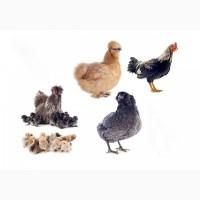 Продам оптом и в розницу каченята, цыплята, гуси