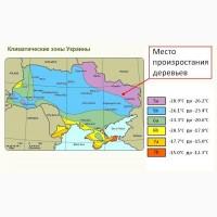 Акклиматизированые семена Магнолия Суланжа 100гр-200грн/ 10шт-10грн