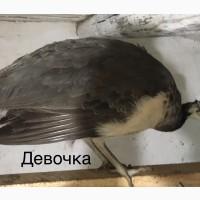 Павлины