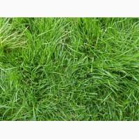 Газон. Український універсальний газон весела трава