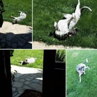 Газон. Український універсальний газон весела трава