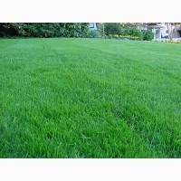 Газон. Український універсальний газон весела трава