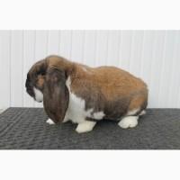 Продам кролі