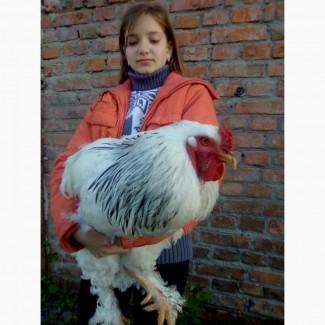 Куры аристократы