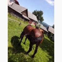 Продам кобилу