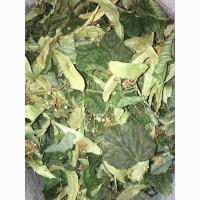 Сухой цвет липы. Продам