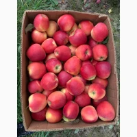 Продам яблука з молодого саду сорт Гала Маст, Чемпіон, Голден, Сімеренко, Чорний Принц, Го