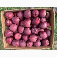 Продам яблука з молодого саду сорт Гала Маст, Чемпіон, Голден, Сімеренко, Чорний Принц, Го