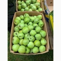 Продам яблука з молодого саду сорт Гала Маст, Чемпіон, Голден, Сімеренко, Чорний Принц, Го
