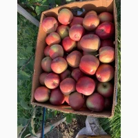 Продам яблука з молодого саду сорт Гала Маст, Чемпіон, Голден, Сімеренко, Чорний Принц, Го