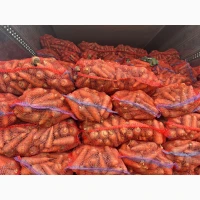 Продам морковь Каскад