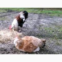 ПРОДАЕМ ИНКУБАЦИОННОЕ ЯЙЦО, яйца Фавероль, (лососевый), чистокровные