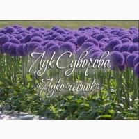 Продам Лук Суворова (Луко-чеснок)