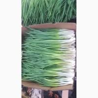 Продам лук перо