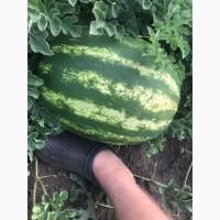 Продам Арбуз оптом с поля.Сорта: Продюсер, Чаривнык, чарльстон грей.Калибр:4-15
