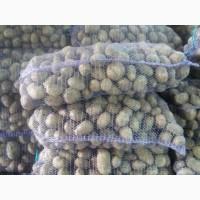 Продам картоплю насінневу, цибулю, капусту