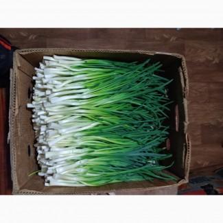 Зелен цибуля (перо)