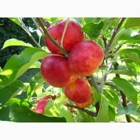 Яблуня літня Аромат де Варе (дворічка)