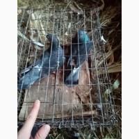 Продам голубів