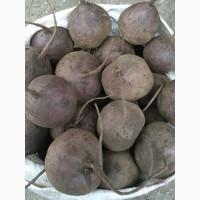 Продам столовий буряк Камаро, Пабло
