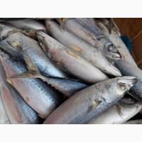 Продам скумбрию оптом