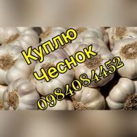 Куплю Чеснок любые объемы и любые фракции