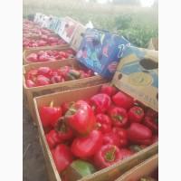 Продам перец кубовидный сорт Амарок F1
