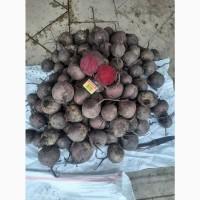 Проодам свеклу Пабло