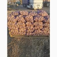 Продам товорну картоплю, сорт, Гранада, Кубанка