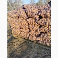 Продам товорну картоплю, сорт, Гранада, Кубанка