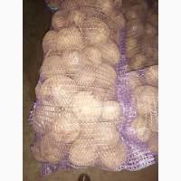 Продамо буряк 1 гат. сорт Камаро