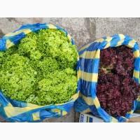 Продам Салат